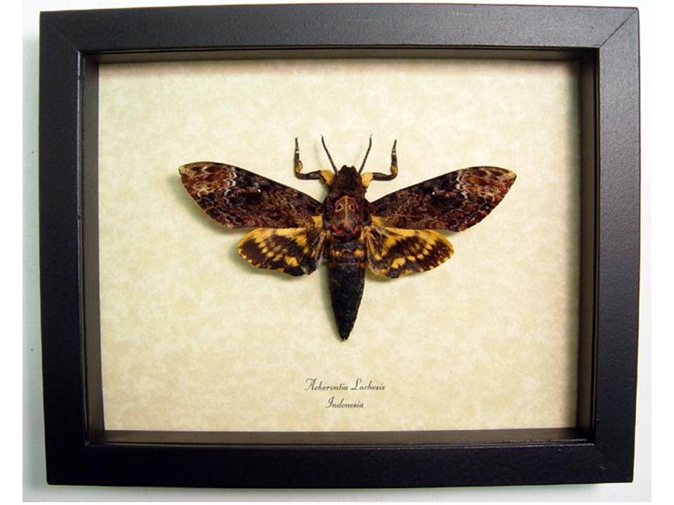 Silence of the Lambs Butterfly