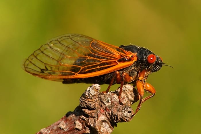 can you eat a cicada