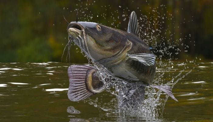 Alternative Ways To Catch a Fish Without a Rod