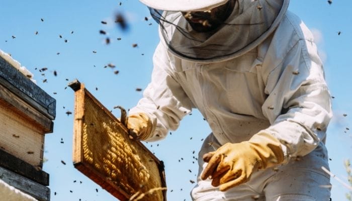 What Beekeepers Can Do To Protect Themselves From Stings