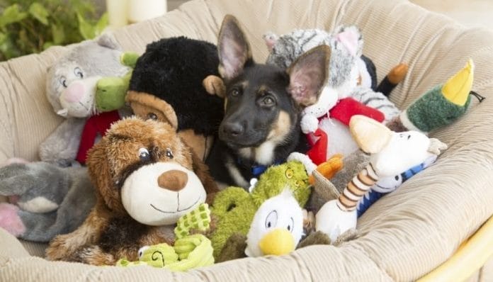 Ways To Keep Your Dog Occupied During the Winter
