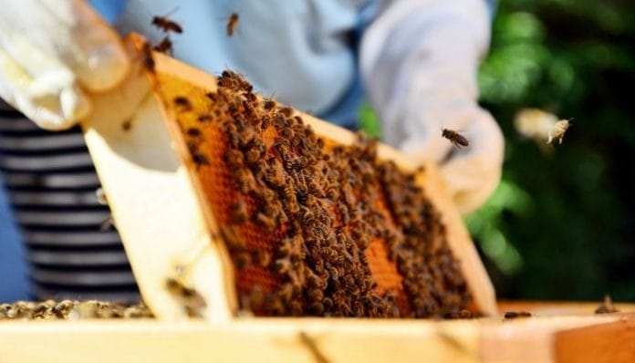 The Most Difficult Parts of Being a Beekeeper