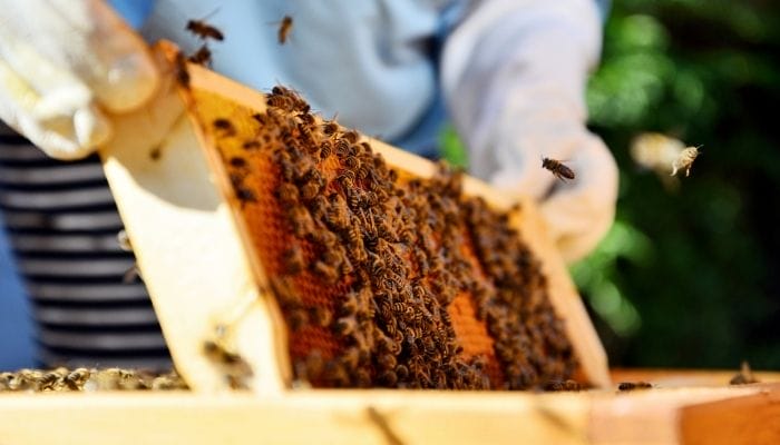 The Most Difficult Parts of Being a Beekeeper