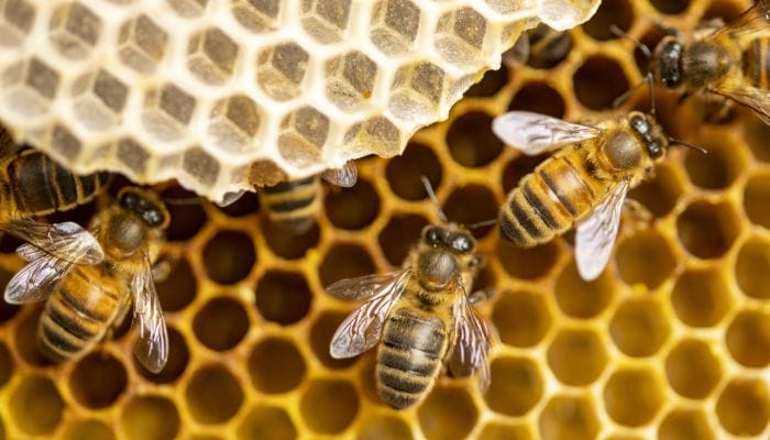 How To Create a Bee-Friendly Environment