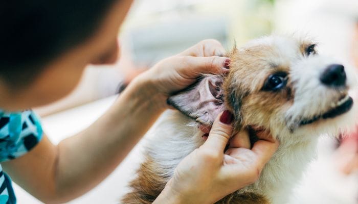 The Best Ways to Care for Your Dog’s Ears