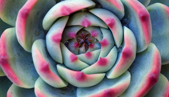 The Best Plants To Give Others as a Present