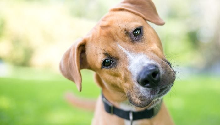 Getting a New Dog: Steps To Help You Prepare