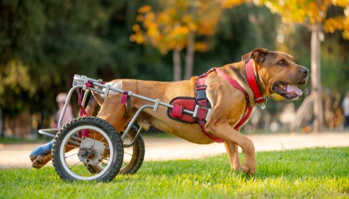 How To Help Your Special Needs Dog Feel More Independent
