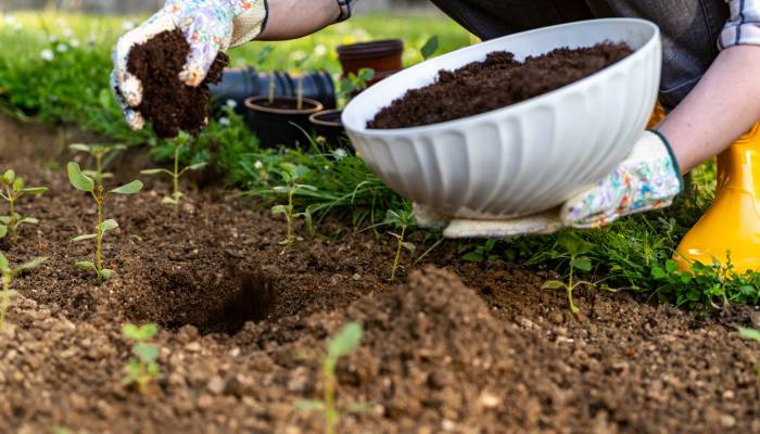 A home gardener adding their homemade compost to their garden's soil for added nutrients and vitality.