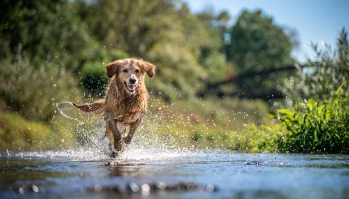 A brown dog is running into a lake in a wooded area. The dog's fur is wet and water is splashing around him.