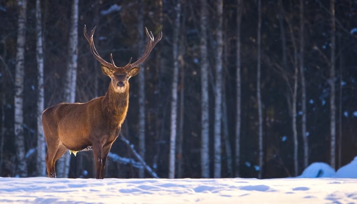 A deer with large antlers in a winter forest looks into the camera. There is warm sunlight cast onto the animal.