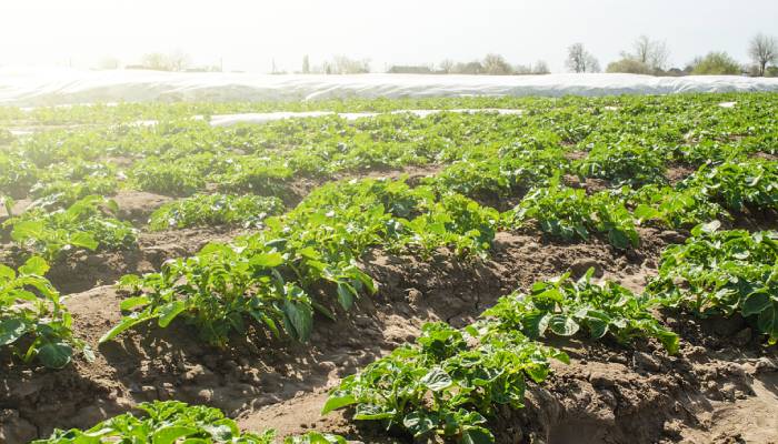 A field of crops with the sun shining over them. The crops include small vegetable plants neatly spaced in the soil.