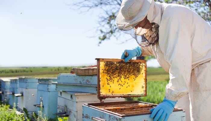 A person wearing a beekeeping suit as they pull a frame from from one of the hive bodies that contain numerous bees.