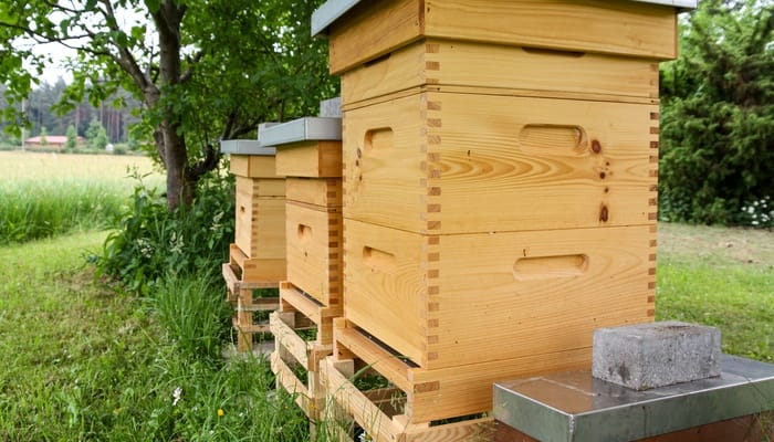 A row of wooden boxes outside housing bee hives and bee supers. The boxes are sitting on wooden pallets.