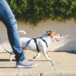 A Jack Russell terrier and their owner are walking on a sidewalk. The dog is wearing a small harness with a leash.