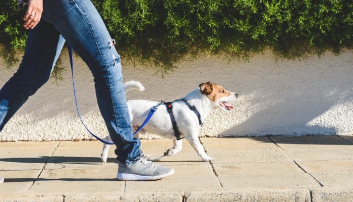 A Jack Russell terrier and their owner are walking on a sidewalk. The dog is wearing a small harness with a leash.