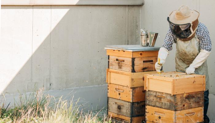 A beekeeper, dressed in protective gear, attending to one of two beehives situated on a city rooftop.