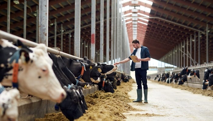 A farmer in a barn touches a black-and-white cow's nose while holding a clipboard, with cows feeding in long troughs nearby.