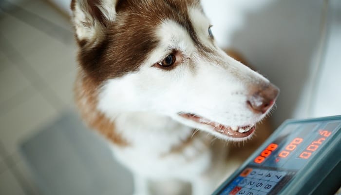 A healthy Husky at the vet on the scale, waiting to hear their weight. The scale has an LED screen with red digits.