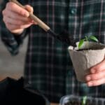 Close-up of a person's hand using a tool to scoop some dirt into a container with a vegetable seedling.
