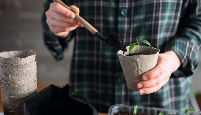 Close-up of a person's hand using a tool to scoop some dirt into a container with a vegetable seedling.